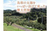 輝太郎柿&nbsp;3キロ【鳥取いなば農業協同組合】