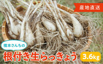 橋本さんちの根付き生らっきょう&nbsp;3.6kg