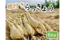 橋本さんちの根付き生らっきょう 6kg