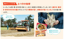 橋本さんちの根付き生らっきょう&nbsp;12kg