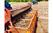 橋本さんちの生洗いらっきょう&nbsp;1kg