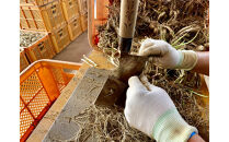 橋本さんちの生洗いらっきょう&nbsp;1kg