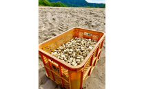 橋本さんちの生洗いらっきょう&nbsp;3kg&nbsp;(らっきょう酢付)