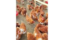 「こだわり新鮮たまご」3パック(30個)セット