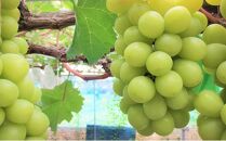 ぶどう 2026年  シャインマスカット 1房（約750g） ブドウ 葡萄 岡山市産 国産 フルーツ 果物 ギフトタンポポ農園 | フルーツ 果物 くだもの ぶどう ブドウ シャインマスカット 国産 岡山県産 食品 人気 おすすめ  送料無料 ギフト 贈り物 贈答品 プレゼント 果物 くだもの フルーツ ぶどう ブドウ シャインマスカット