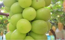 ぶどう 2026年  シャインマスカット 1房（約750g） ブドウ 葡萄 岡山市産 国産 フルーツ 果物 ギフトタンポポ農園 | フルーツ 果物 くだもの ぶどう ブドウ シャインマスカット 国産 岡山県産 食品 人気 おすすめ  送料無料 ギフト 贈り物 贈答品 プレゼント 果物 くだもの フルーツ ぶどう ブドウ シャインマスカット