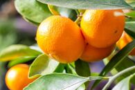 【濃厚・まろやか】有田産樹上越冬完熟みかん約5kg（ご家庭用）★2026年1月下旬頃より順次発送