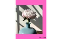 【白ピンク】朝摘みシャクヤク　10本【テーブル彩る】
