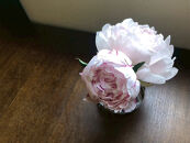 【白ピンク】朝摘みシャクヤク　10本【テーブル彩る】【2026年5月中旬より発送予定】