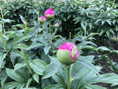 【白ピンク】朝摘みシャクヤク　10本【テーブル彩る】【2026年5月中旬より発送予定】