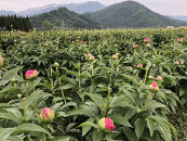 【白ピンク】朝摘みシャクヤク　10本【テーブル彩る】【2026年5月中旬より発送予定】