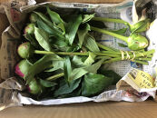 【白ピンク】朝摘みシャクヤク　10本【テーブル彩る】【2026年5月中旬より発送予定】