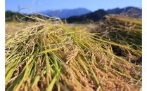 【令和7年産】【定期便・中旬お届け】5kg×6ヶ月　南魚沼産コシヒカリ