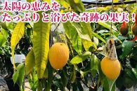 ◆先行予約◆和歌山県産 紀州完熟マンゴー『吉玉』2玉入り【2025年7月中旬から8月下旬頃順次発送予定】［MG19］