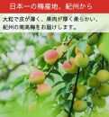 ［先行予約］樹上南高梅の青梅 約5kg 梅ボーイズ 紀州南高梅 5月中旬～6月中旬頃に順次発送予定 B-505
