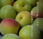 ［先行予約］樹上南高梅の青梅 約5kg 梅ボーイズ 紀州南高梅 5月中旬～6月中旬頃に順次発送予定 B-505