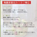 ［先行予約］樹上南高梅の青梅 約5kg 梅ボーイズ 紀州南高梅 5月中旬～6月中旬頃に順次発送予定 B-505