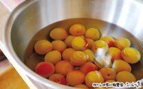 カフェドマンマ食事券1500円分＆梅ジャムづくり体験チケット  A-099a