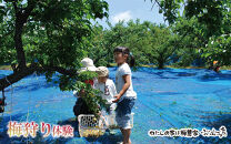 カフェドマンマ食事券2000円分＆梅狩り体験チケット&nbsp;※≪6月1日～15日≫のみ体験受付可&nbsp;iwasho007A