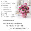 【母の日ギフト】鉢もの「カーネション7号ピンク」＜お届け日：2026年5/4～5/10&nbsp;当店おまかせ&nbsp;＞母の日カード付き【&nbsp;母の日&nbsp;ギフト&nbsp;アレンジ&nbsp;花&nbsp;カーネーション&nbsp;贈り物&nbsp;大阪府&nbsp;門真市&nbsp;】