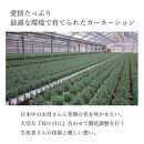 【母の日ギフト】鉢もの「カーネション7号ピンク」＜お届け日：2026年5/4～5/10&nbsp;当店おまかせ&nbsp;＞母の日カード付き【&nbsp;母の日&nbsp;ギフト&nbsp;アレンジ&nbsp;花&nbsp;カーネーション&nbsp;贈り物&nbsp;大阪府&nbsp;門真市&nbsp;】