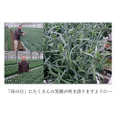 【母の日ギフト】鉢もの「カーネション7号ピンク」＜お届け日：2026年5/4～5/10&nbsp;当店おまかせ&nbsp;＞母の日カード付き【&nbsp;母の日&nbsp;ギフト&nbsp;アレンジ&nbsp;花&nbsp;カーネーション&nbsp;贈り物&nbsp;大阪府&nbsp;門真市&nbsp;】