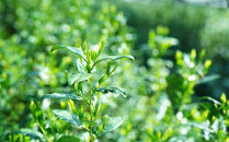 【つりい京都】茶壷ショコラ［ 京都 抹茶スイーツブランド 最高級 チョコレート 抹茶 ショコラ スイーツ 贅沢 人気 おすすめ ギフト プレゼント 贈答 お取り寄せ 通販 送料無料 ふるさと納税 ］