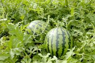 ＼2026年産先行予約／&nbsp;大栄西瓜（すいか）&nbsp;秀&nbsp;1玉と旬のメロンセット※2026年6月中旬～7月中旬頃に順次発送予定|&nbsp;西瓜&nbsp;スイカ&nbsp;大栄すいか&nbsp;メロン&nbsp;めろん&nbsp;果物&nbsp;フルーツ&nbsp;くだもの&nbsp;鳥取県&nbsp;北栄町&nbsp;おすすめ&nbsp;人気&nbsp;送料無料