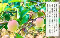 [2025年6月上旬出荷] 青梅 南高梅 約1kg 秀品 サイズミックス  和歌山県産 A品 梅酒作り用 梅ジュース作り用
