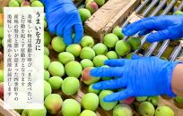 [2025年6月上旬出荷] 青梅 南高梅 約1kg 秀品 サイズミックス  和歌山県産 A品 梅酒作り用 梅ジュース作り用