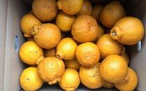 ★2026年2月中旬より発送★ ご家庭用 濃厚 有田の不知火 約4.5kg サイズ混合