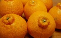 ★2026年2月中旬より発送★ ご家庭用 濃厚 有田の不知火 約4.5kg サイズ混合