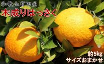 ★2026年3月下旬より発送★&nbsp;こだわりの和歌山有田産木成り完熟八朔「さつき」&nbsp;約5kg&nbsp;M～2Lサイズおまかせ