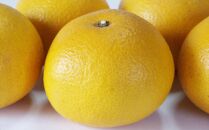 ★2026年3月下旬より発送★&nbsp;こだわりの和歌山有田産木成り完熟八朔「さつき」&nbsp;約5kg&nbsp;M～2Lサイズおまかせ