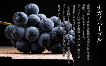 【2026年発送分先行予約】ナガノパープル１房（約500～600g）【2026年8月下旬以降順次】