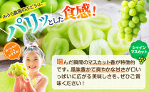 【2026年発送分先行予約】シャインマスカット／ナガノパープル&nbsp;セット（各1房・計2房&nbsp;約1kg）【2026年9月上旬以降順次】｜シャインマスカット&nbsp;ナガノパープル&nbsp;ぶどう&nbsp;葡萄&nbsp;宮城県角田市&nbsp;フルーツ&nbsp;果物&nbsp;セット