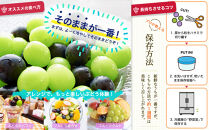 【2026年発送分先行予約】シャインマスカット／ナガノパープル&nbsp;セット（各1房・計2房&nbsp;約1kg）【2026年9月上旬以降順次】｜シャインマスカット&nbsp;ナガノパープル&nbsp;ぶどう&nbsp;葡萄&nbsp;宮城県角田市&nbsp;フルーツ&nbsp;果物&nbsp;セット