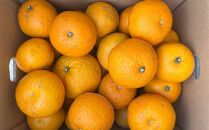 ★2026年3月下旬より発送★&nbsp;ご家庭用&nbsp;こだわりの和歌山有田産木成り熟成さつき八朔&nbsp;約5kg&nbsp;サイズ混合