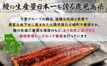 【父の日】鹿児島県産うなぎ　特大蒲焼き2尾　360g以上