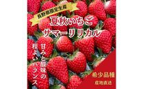 【すえひろファーム　いちご園】夏秋いちご　サマーリリカル（長野県限定生産）1箱（30～36粒）×2　苺 イチゴ ストロベリー 果物 フルーツ 7月 8月 北アルプス 雪解け水 信州 スイーツ