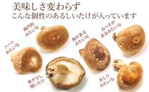 【家庭用】厚いにもほどがある「八色しいたけ」1.5kg（250g×6袋）訳あり 不ぞろい 農家応援