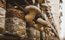 【JAみなみ魚沼定期便】家庭用「八色しいたけ」（1.5kg×全12回）&nbsp;訳あり&nbsp;不ぞろい&nbsp;農家応援&nbsp;厚いにもほどがある