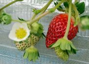まりひめ 4パック【2025年4～5月発送分】