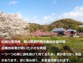 ふるさと納税&nbsp;岡山市&nbsp;桃&nbsp;5~6個&nbsp;瀬戸町&nbsp;万と美桃園　