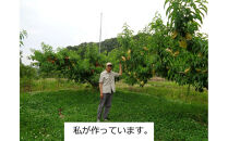 岡山市&nbsp;桃&nbsp;6-7個（約1.8kg）　万と美桃園