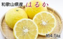 ［さわやか柑橘］和歌山県産はるかみかん約4.5kg（サイズ混合　秀品）★2026年2月下旬頃より順次発送［TM162］