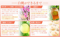 おかやまの白桃 1.3kg 5～6玉（ご家庭用）【数量限定４０００セット】岡山 もも 桃 白桃 果物 フルーツ 甘い おいしい 人気 おすすめ 岡山県