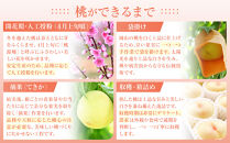 おかやまの黄金桃1.3kg(ご家庭用)&nbsp;【数量限定１０００セット】岡山&nbsp;もも&nbsp;桃&nbsp;おうごんとう&nbsp;ゴールデンピーチ&nbsp;果物&nbsp;フルーツ&nbsp;甘い&nbsp;おいしい&nbsp;人気&nbsp;おすすめ&nbsp;岡山県