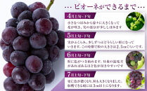 【限定数800セット】ニューピオーネ&nbsp;2kg&nbsp;3～6房（ご家庭用）【岡山&nbsp;ピオーネ&nbsp;大粒&nbsp;ぶどう&nbsp;葡萄&nbsp;果物&nbsp;フルーツ&nbsp;甘い&nbsp;おいしい&nbsp;人気&nbsp;おすすめ&nbsp;岡山県産&nbsp;家庭用&nbsp;新鮮