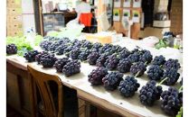 【限定数800セット】ニューピオーネ&nbsp;2kg&nbsp;3～6房（ご家庭用）【岡山&nbsp;ピオーネ&nbsp;大粒&nbsp;ぶどう&nbsp;葡萄&nbsp;果物&nbsp;フルーツ&nbsp;甘い&nbsp;おいしい&nbsp;人気&nbsp;おすすめ&nbsp;岡山県産&nbsp;家庭用&nbsp;新鮮